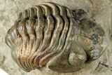 Curled Reedops Trilobite Fossil - Atchana, Morocco #312349-2